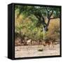 Awesome South Africa Collection Square - Herd of Impalas-Philippe Hugonnard-Framed Stretched Canvas