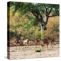 Awesome South Africa Collection Square - Herd of Impalas-Philippe Hugonnard-Stretched Canvas