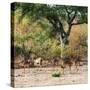 Awesome South Africa Collection Square - Herd of Impalas-Philippe Hugonnard-Stretched Canvas