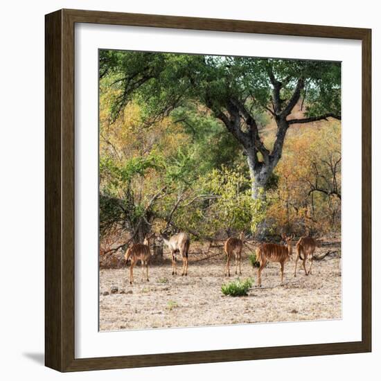 Awesome South Africa Collection Square - Herd of Impalas-Philippe Hugonnard-Framed Photographic Print