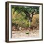 Awesome South Africa Collection Square - Herd of Impalas-Philippe Hugonnard-Framed Photographic Print