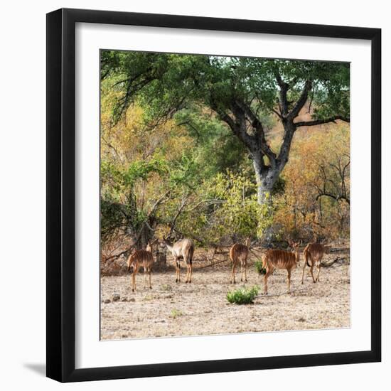 Awesome South Africa Collection Square - Herd of Impalas-Philippe Hugonnard-Framed Photographic Print