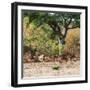 Awesome South Africa Collection Square - Herd of Impalas-Philippe Hugonnard-Framed Photographic Print