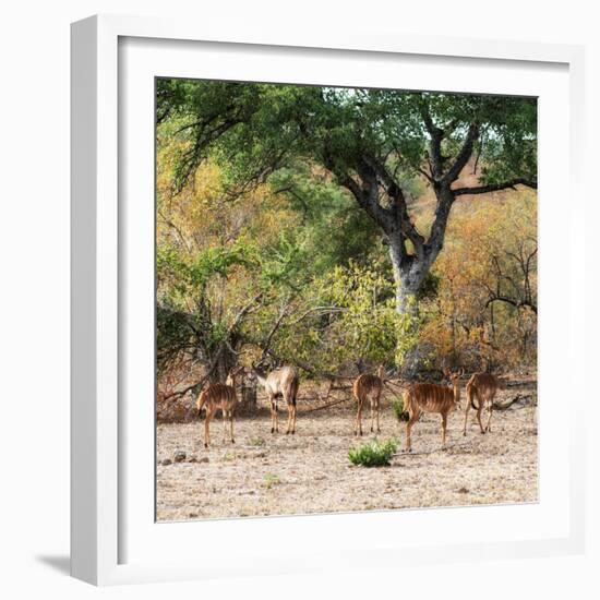 Awesome South Africa Collection Square - Herd of Impalas-Philippe Hugonnard-Framed Photographic Print