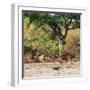 Awesome South Africa Collection Square - Herd of Impalas-Philippe Hugonnard-Framed Photographic Print