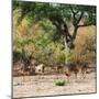 Awesome South Africa Collection Square - Herd of Impalas-Philippe Hugonnard-Mounted Photographic Print