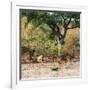 Awesome South Africa Collection Square - Herd of Impalas-Philippe Hugonnard-Framed Photographic Print