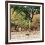 Awesome South Africa Collection Square - Herd of Impalas-Philippe Hugonnard-Framed Photographic Print