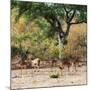 Awesome South Africa Collection Square - Herd of Impalas-Philippe Hugonnard-Mounted Photographic Print