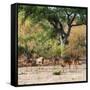 Awesome South Africa Collection Square - Herd of Impalas-Philippe Hugonnard-Framed Stretched Canvas