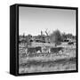 Awesome South Africa Collection Square - Herd of Zebra B&W-Philippe Hugonnard-Framed Stretched Canvas