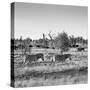 Awesome South Africa Collection Square - Herd of Zebra B&W-Philippe Hugonnard-Stretched Canvas