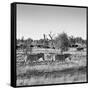 Awesome South Africa Collection Square - Herd of Zebra B&W-Philippe Hugonnard-Framed Stretched Canvas