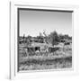 Awesome South Africa Collection Square - Herd of Zebra B&W-Philippe Hugonnard-Framed Photographic Print