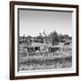 Awesome South Africa Collection Square - Herd of Zebra B&W-Philippe Hugonnard-Framed Photographic Print