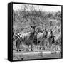 Awesome South Africa Collection Square - Herd of Zebra II B&W-Philippe Hugonnard-Framed Stretched Canvas