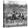 Awesome South Africa Collection Square - Herd of Zebra II B&W-Philippe Hugonnard-Stretched Canvas