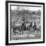 Awesome South Africa Collection Square - Herd of Zebra II B&W-Philippe Hugonnard-Framed Photographic Print