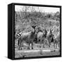 Awesome South Africa Collection Square - Herd of Zebra II B&W-Philippe Hugonnard-Framed Stretched Canvas