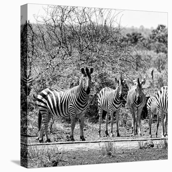 Awesome South Africa Collection Square - Herd of Zebra II B&W-Philippe Hugonnard-Stretched Canvas