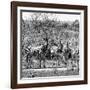 Awesome South Africa Collection Square - Herd of Zebra II B&W-Philippe Hugonnard-Framed Photographic Print