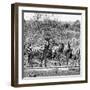 Awesome South Africa Collection Square - Herd of Zebra II B&W-Philippe Hugonnard-Framed Photographic Print