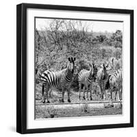 Awesome South Africa Collection Square - Herd of Zebra II B&W-Philippe Hugonnard-Framed Photographic Print
