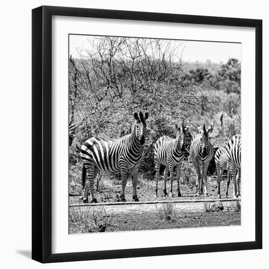 Awesome South Africa Collection Square - Herd of Zebra II B&W-Philippe Hugonnard-Framed Photographic Print