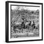 Awesome South Africa Collection Square - Herd of Zebra II B&W-Philippe Hugonnard-Framed Photographic Print