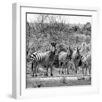 Awesome South Africa Collection Square - Herd of Zebra II B&W-Philippe Hugonnard-Framed Photographic Print