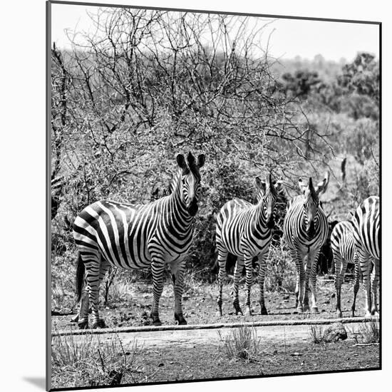 Awesome South Africa Collection Square - Herd of Zebra II B&W-Philippe Hugonnard-Mounted Photographic Print