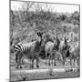 Awesome South Africa Collection Square - Herd of Zebra II B&W-Philippe Hugonnard-Mounted Photographic Print