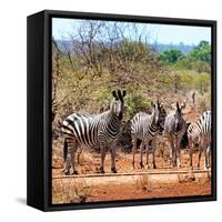 Awesome South Africa Collection Square - Herd of Zebra II-Philippe Hugonnard-Framed Stretched Canvas
