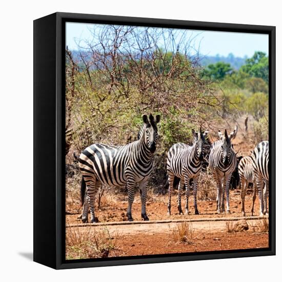 Awesome South Africa Collection Square - Herd of Zebra II-Philippe Hugonnard-Framed Stretched Canvas