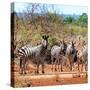 Awesome South Africa Collection Square - Herd of Zebra II-Philippe Hugonnard-Stretched Canvas