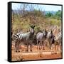 Awesome South Africa Collection Square - Herd of Zebra II-Philippe Hugonnard-Framed Stretched Canvas