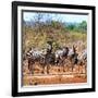 Awesome South Africa Collection Square - Herd of Zebra II-Philippe Hugonnard-Framed Photographic Print