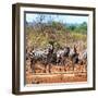 Awesome South Africa Collection Square - Herd of Zebra II-Philippe Hugonnard-Framed Photographic Print