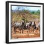 Awesome South Africa Collection Square - Herd of Zebra II-Philippe Hugonnard-Framed Photographic Print