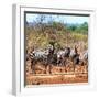Awesome South Africa Collection Square - Herd of Zebra II-Philippe Hugonnard-Framed Photographic Print