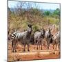 Awesome South Africa Collection Square - Herd of Zebra II-Philippe Hugonnard-Mounted Photographic Print