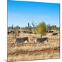 Awesome South Africa Collection Square - Herd of Zebra-Philippe Hugonnard-Mounted Photographic Print