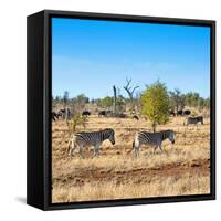 Awesome South Africa Collection Square - Herd of Zebra-Philippe Hugonnard-Framed Stretched Canvas