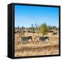 Awesome South Africa Collection Square - Herd of Zebra-Philippe Hugonnard-Framed Stretched Canvas