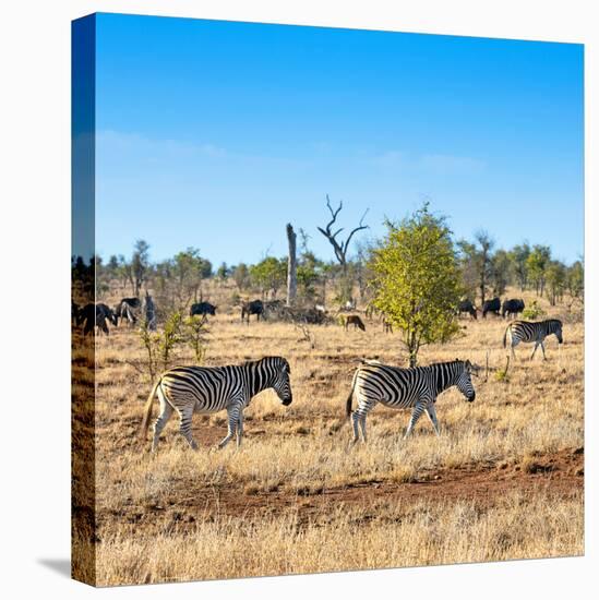 Awesome South Africa Collection Square - Herd of Zebra-Philippe Hugonnard-Stretched Canvas