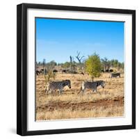 Awesome South Africa Collection Square - Herd of Zebra-Philippe Hugonnard-Framed Photographic Print