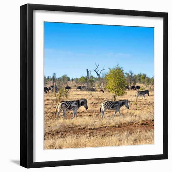 Awesome South Africa Collection Square - Herd of Zebra-Philippe Hugonnard-Framed Photographic Print