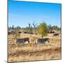 Awesome South Africa Collection Square - Herd of Zebra-Philippe Hugonnard-Mounted Photographic Print