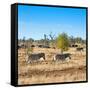 Awesome South Africa Collection Square - Herd of Zebra-Philippe Hugonnard-Framed Stretched Canvas