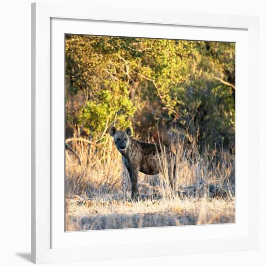 Awesome South Africa Collection Square - Hyena at Sunrise-Philippe Hugonnard-Framed Photographic Print